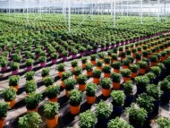 Chryzantemy produkowane w doniczkach innych niż czarne_Verhelle_fot. Ivan De Clercq