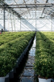 Podlewanie doniczkowych chryzantem metodą zalewową_Verhelle-fot. Ivan De Clercq