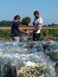 Pakowanie chryzantem_Verhelle-fot. Ivan De Clercq