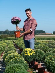 Chryzantemy w formie piennej_Steven Verhelle-fot. Ivan De Clercq