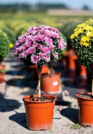 Chryzantemy w formie piennej_Verhelle-fot. Ivan De Clercq