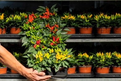 Ozdobna papryka wyprodukowana w sposób przyjazny środowisku (ochrona biologiczna i retardowanie bez użycia proparatów chemicznych)_Verhelle, fot. Ivan De Clercq