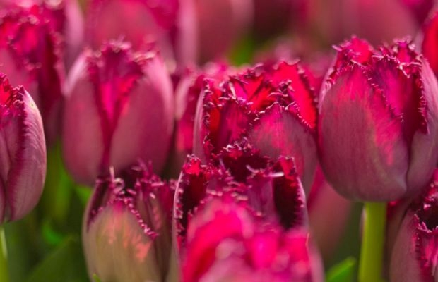 Wystawa Tulipanow w Wilanowie_2022_fot.-SPORC