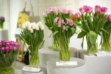 WystawaTulipanyWilanow, fot. SPORC