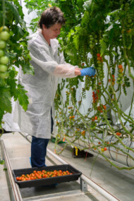 Pomidory koktajlowe w doświadczeniu z doświetlaniem asymilacyjnym