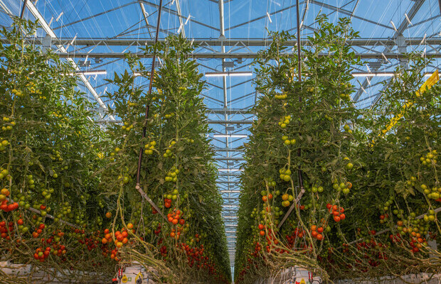 Uprawa pomidorów z doświetlaniem asymilacyjnym z firmy Fluence
