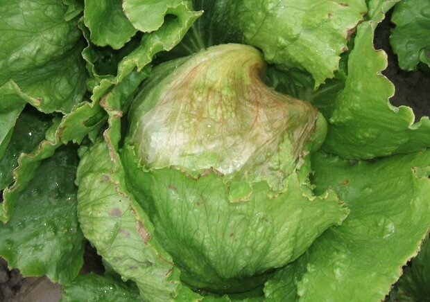 Oparzony i zawilgocony liść sałaty