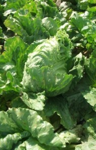 Wybijanie pędu kwiatostanowego