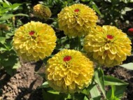 Zinnia elegans Queeny Lemon Peach, fot. AAS