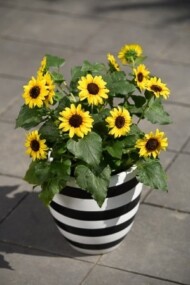 Helianthus Sol-Seeker_Danziger