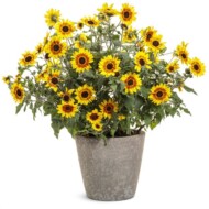 helianthus_suncredible_saturn_ProvenWinners