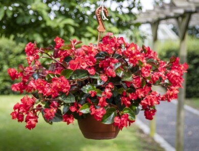 Begonia Viking Explorer Red on Green, fot. Sakata