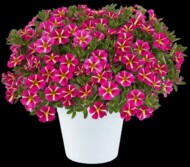CAlibrachoa-Colibri_Pink Bling_Danziger
