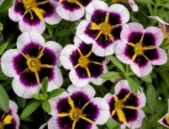 Calibrachoa-CalistaticBordeauxStar_fot. PAC Elsner/Westhoff - www.pac-elsner.com/ www.westflowers.de