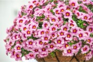 Calibrachoa Bloomtastic Rose Quartz, fot. Dümmen Orange