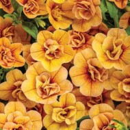 Calibrachoa_superbells_double_amber_ProvenWinners