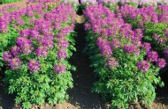 Cleome -Sparkler 2.0 Purple_Syngenta