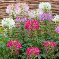 Cleome-Sparkler 2.0 Mix_SyngentaFlowers_