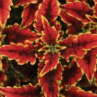 Coleus ColorBlaze El Brighto, fot. Proven Winners
