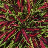 Coleus Spitfire, fot. Ball FloraPlant