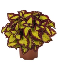 Coleus Stained Glassworks Velvet, fot. Dümmen Orange