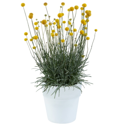 Craspedia Golf Beauty Improved, fot. Danziger