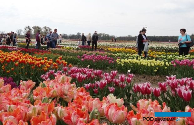 Międzynarodowe Targi Tulipanów 2022 zaoferują szerokiej publiczności m.in. możliwość obejrzenia kolekcji rozmaitych odmian tulipana (tu: migawka z MTT sprzed paru lat), fot. A. Cecot