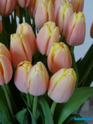 Tulipan_MangoCharm_m_AC