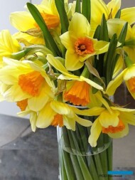 Narcyz_Fortissimo_m_AC