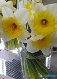 Narcyz_SlimWhitman_AC