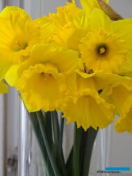 Narcyz_PatrickHacket_AC