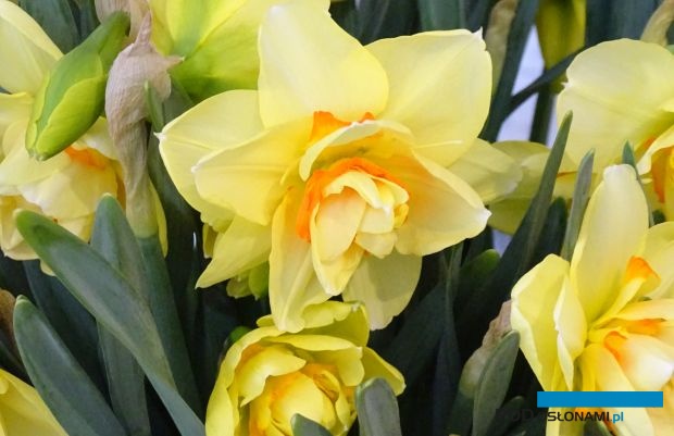 XII Wystawa Tulipanów w Wilanowie była w dniach 2 i 3 kwietnia miejscem prezentacji także innych ozdobnych roślin cebulowych, wsród których wyróżniały się narcyzy (fot. A. Cecot)