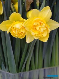 Narcyz_DickWilden_AC