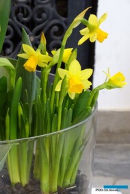 Narcyz_Tete-a-Tete_AC