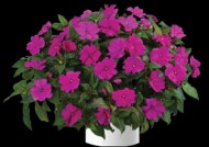 Impatiens Sun-Harmony-Violet_Danziger