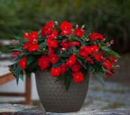 Impatiens_Spectra Bright Red_Syngenta