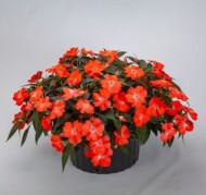 Impatiens_Spectra Orange_Syngenta
