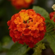 LantanaLuckyRed_BallFloraPlant