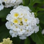 LantanaShamrock-White_BallFlora-Plant_