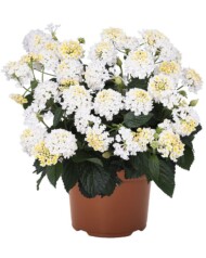 Lantana_Heartland-White_DummenOrange