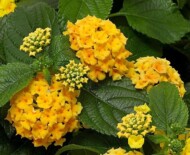 Lantana Bandolero Pineapple, fot. Syngenta