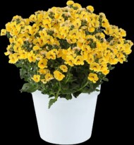 Nemesia Nesia Inca, fot. Danziger