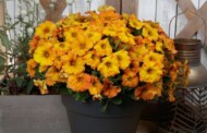 ×Petchoa SuperCal Premium Sunset Orange, fot. Sakata Seed America