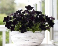 Petunia-Crazytunia-Black-Mamba PAC Elsner/Westhoff - www.pac-elsner.com/ www.westflowers.de