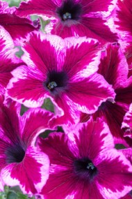 Petunia-Crazytunia-Cosmic-Pink_ Westhoff and-PAC_ PAC Elsner/Westhoff - www.pac-elsner.com/ www.westflowers.de