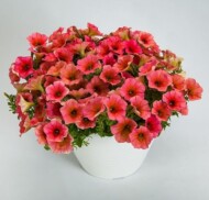 Petunia-Sanguna Mango Punch_Syngenta_
