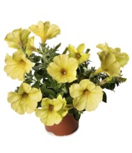 Petunia_SangunaBananaCandyImp_M_Syngenta_