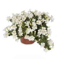 Petunia_Itsy White_Syngenta