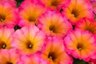 Petunia Mayan Sunset-PAC Elsner/Westhoff - www.pac-elsner.com/ www.westflowers.de
