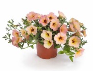 Petunia_Dekko Sorbet_Syngenta